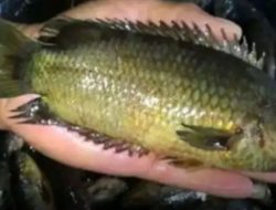 Ikan Papuyu ,Ikan Sultan Di Kalimantan Yang Harganya Setara Dengan Daging Sapi.