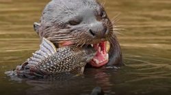 Berang Berang,Pedaktor Ikan Sapu Sapu Di Habitatnya.