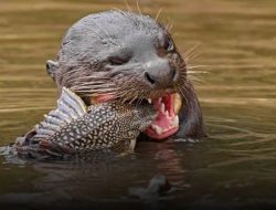 Berang Berang,Pedaktor Ikan Sapu Sapu Di Habitatnya.